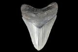 Large, Fossil Megalodon Tooth #93510-1